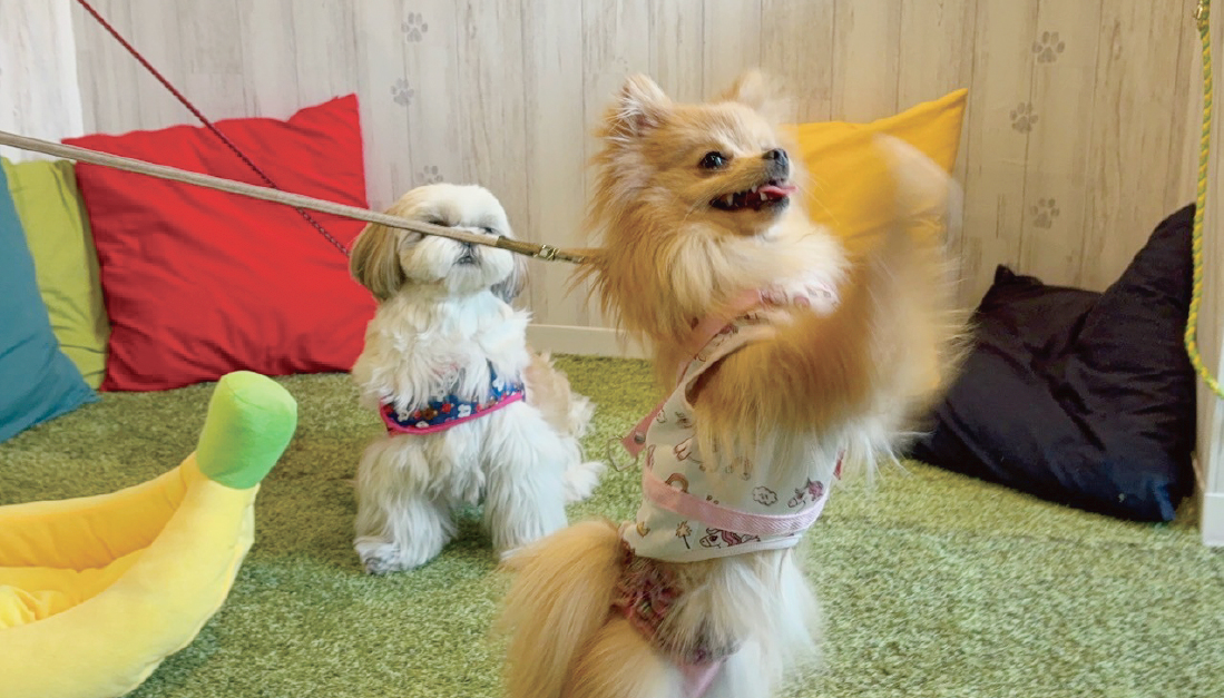 愛犬といつも一緒にお仕事のイメージ