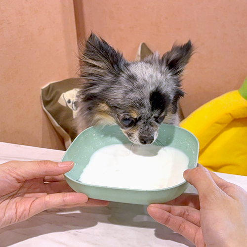 食事中のイメージ